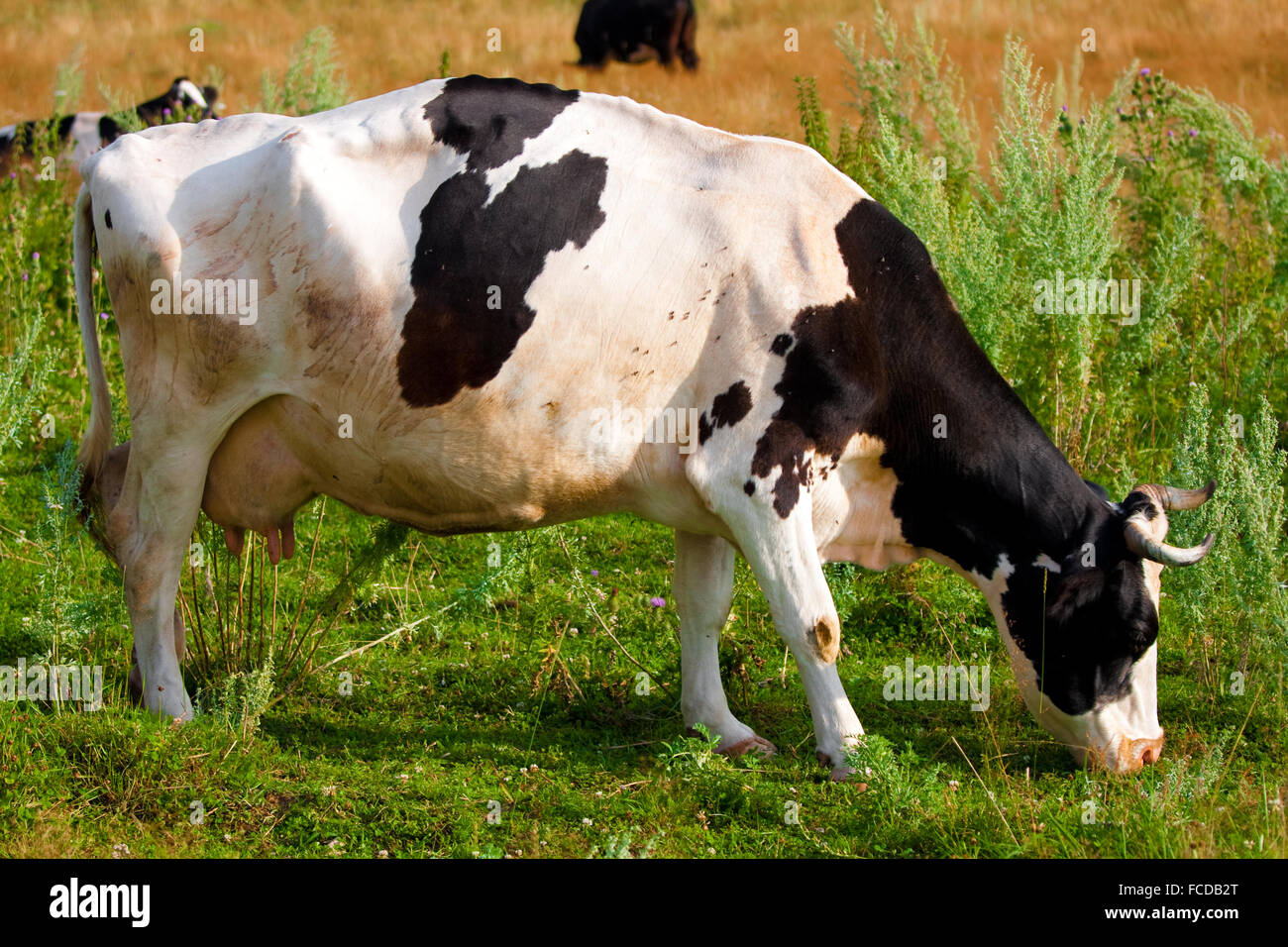 A cow grazes in a field Stock Photo - Alamy