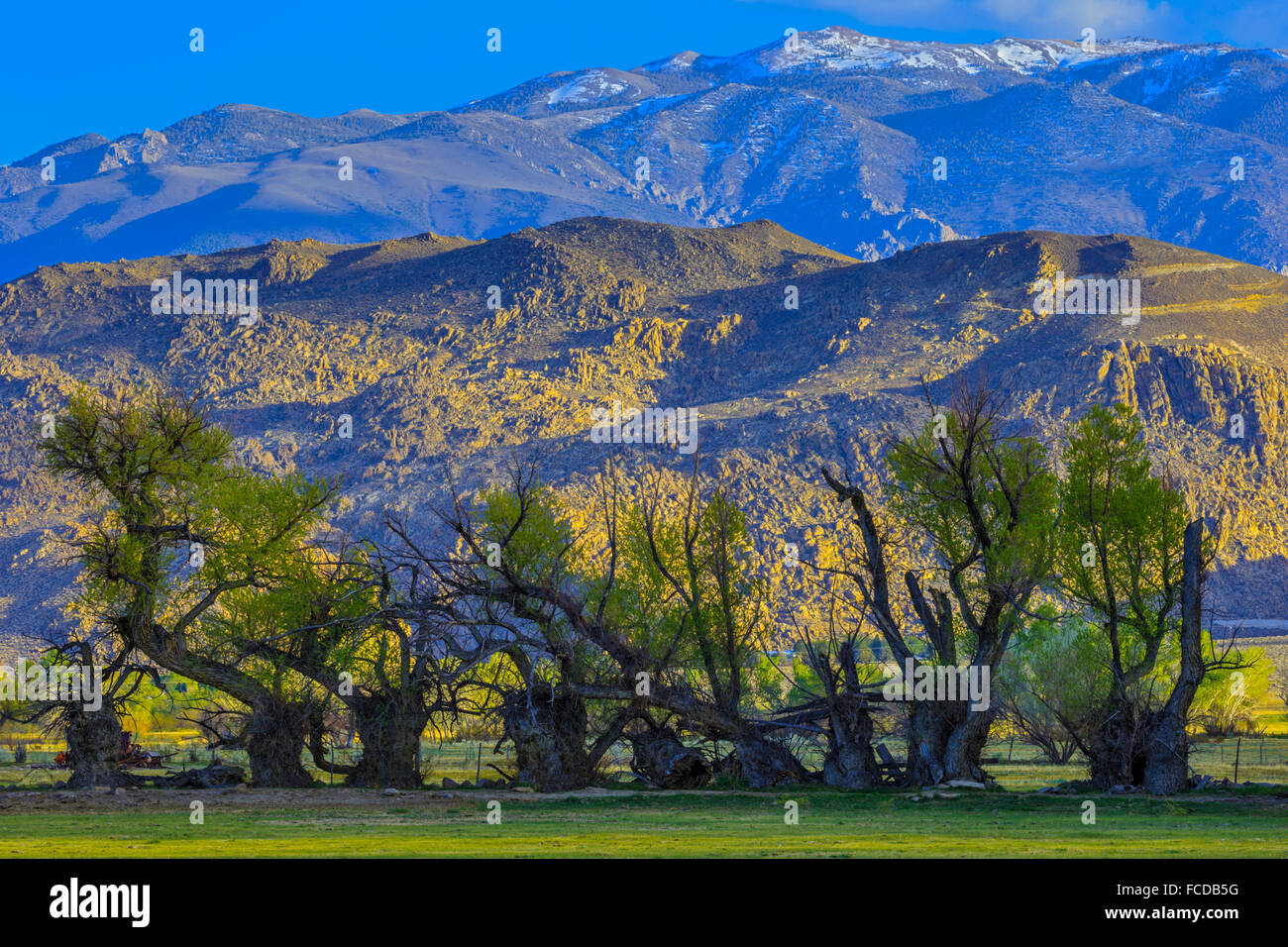 Range land in Owens Valley, California Stock Photo Alamy