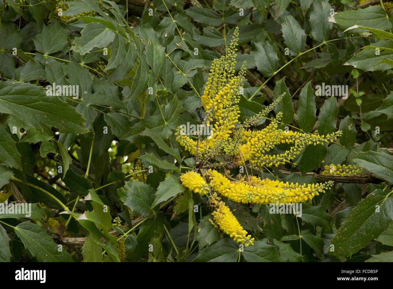 Asian species hi-res stock photography and images - Alamy