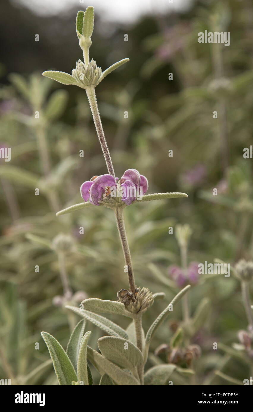 Purple Jerusalem Sage, Phlomis purpurea in flower Stock Photo - Alamy