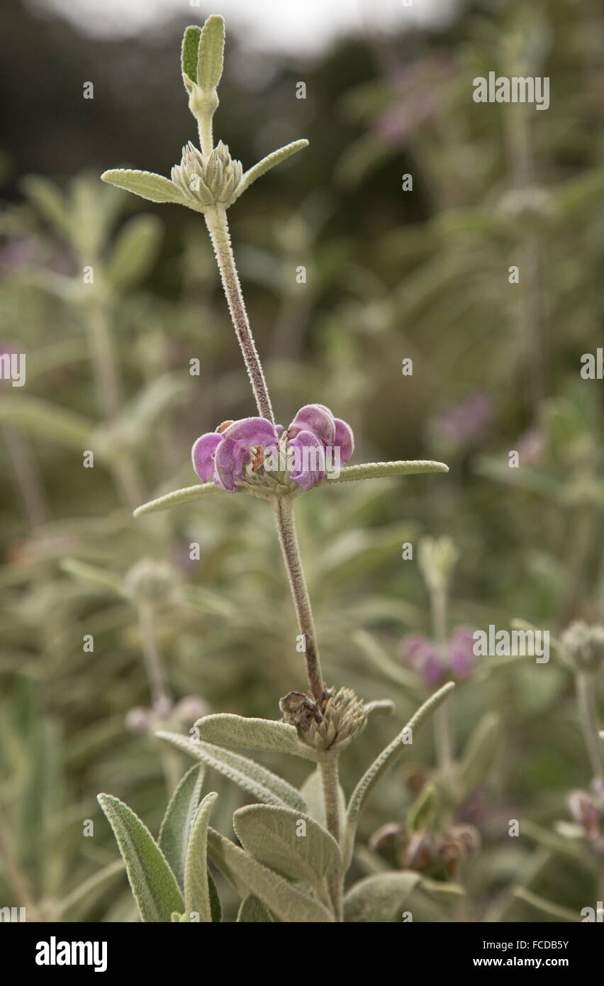Purple Jerusalem Sage, Phlomis purpurea in flower Stock Photo