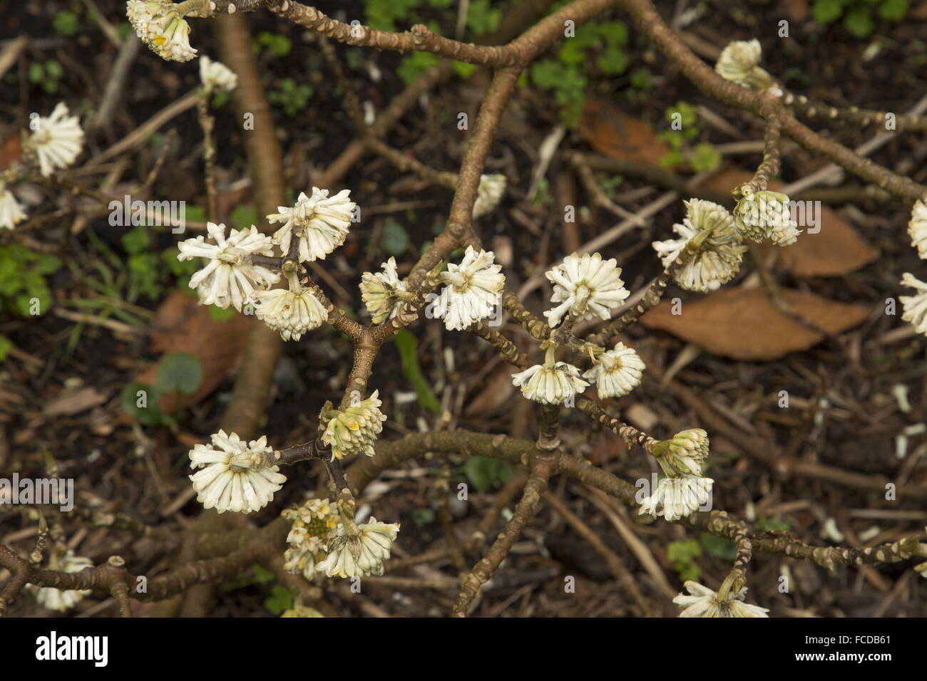 Evergreen Paperbush, Edgeworthia gardneri in flower, from Himalayas. Stock Photo