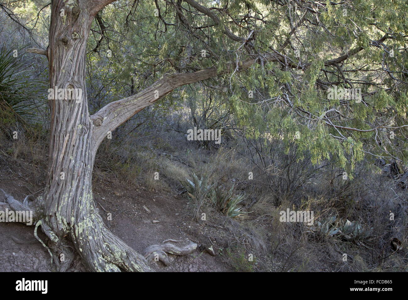 Drooping juniper, Juniperus flaccida, in flower; Chisos mountains, Texas. Stock Photo
