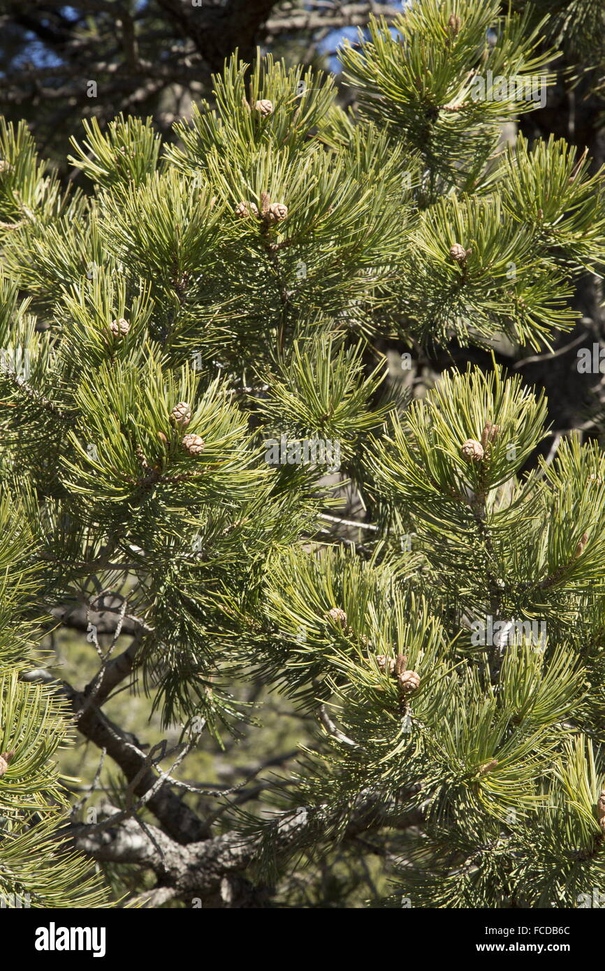 Mexican piñon pine, Pinus cembroides in the Chisos mountains, Big Bend National Park, Texas. Stock Photo