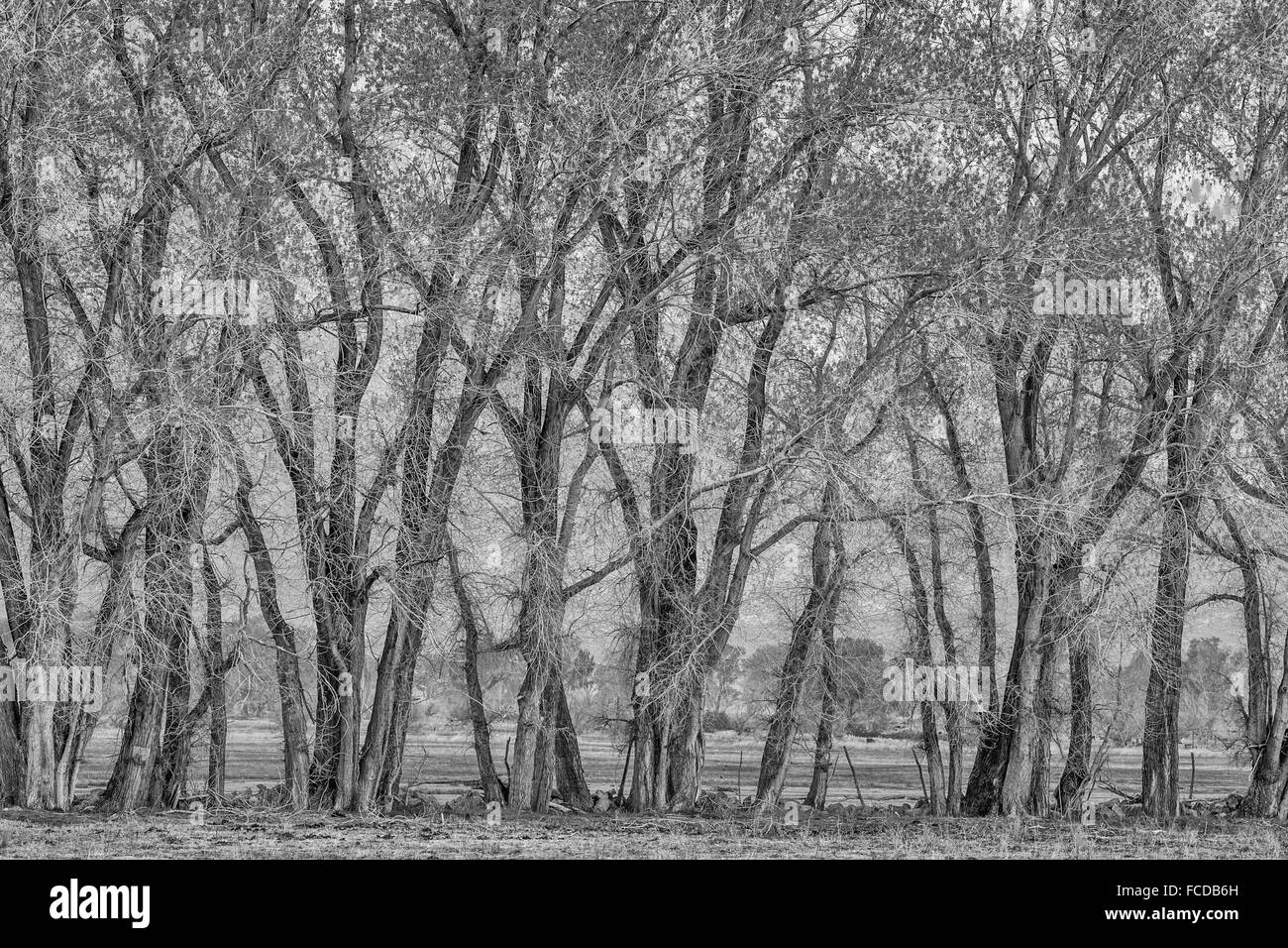Trees boardering range land in Owens Valley, California Stock Photo