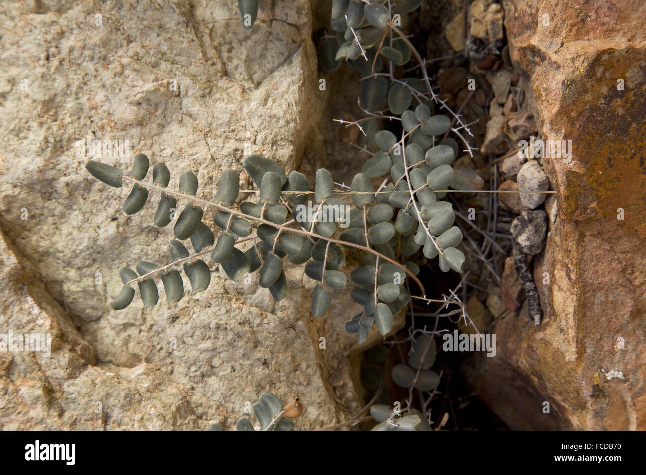 Small-leaf false cloak fern, Argyrochosma microphylla, on rock, Big Bend, Texas. Stock Photo