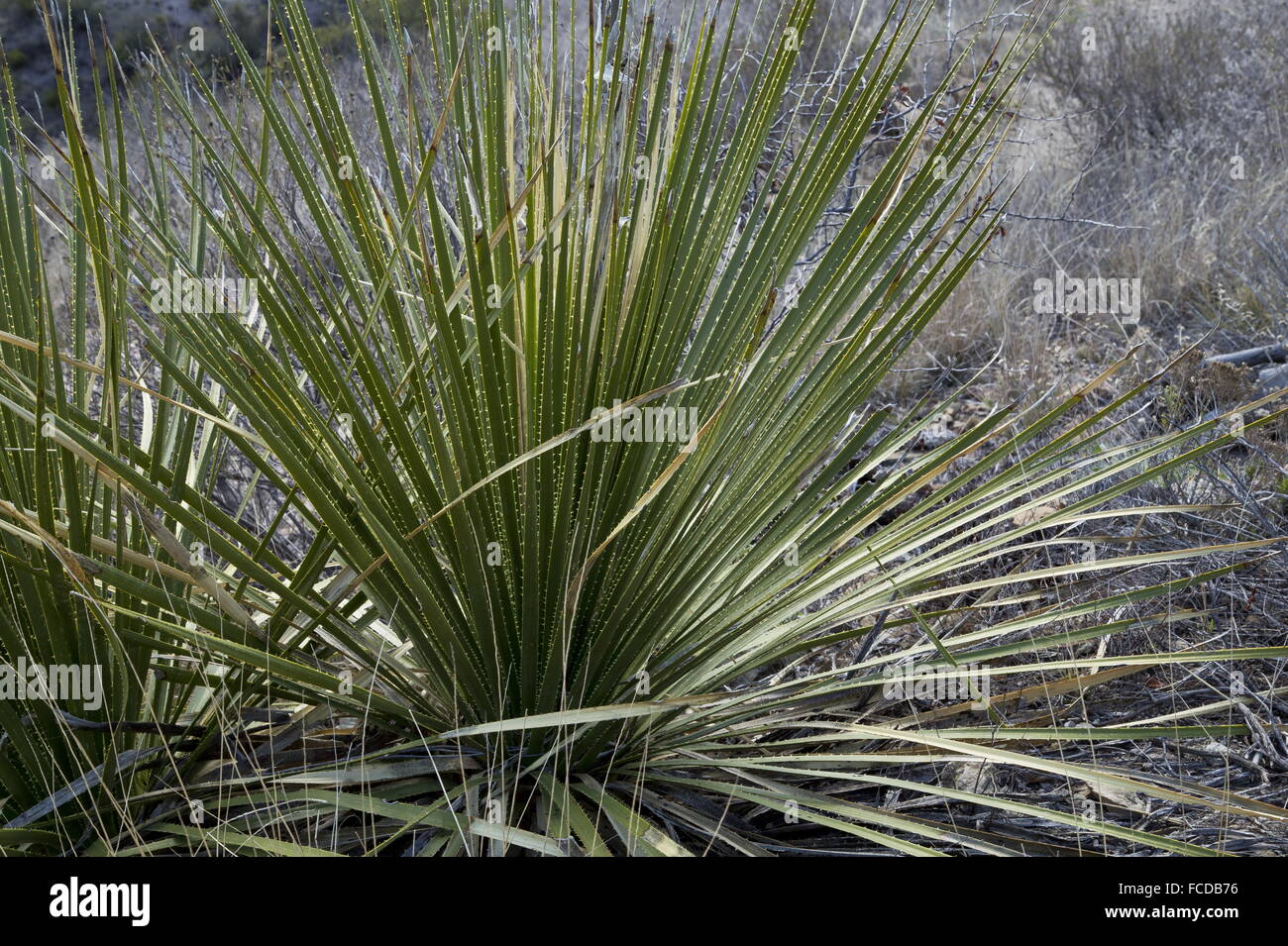 Rosette of Green sotol, in the Chisos mountains, Big Bend National Park, Texas Stock Photo