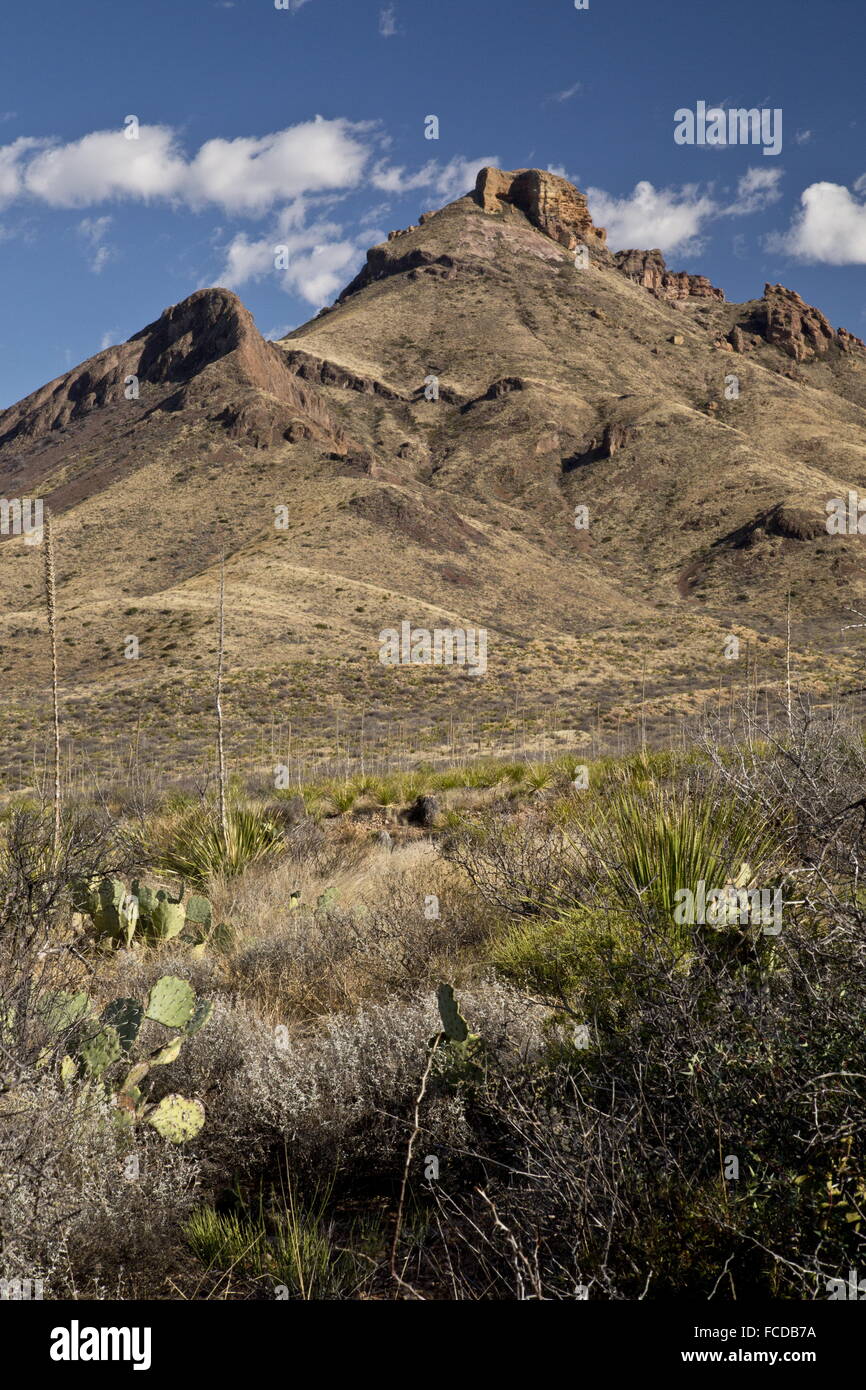 Mid-altitude desert, with Sotol and Prickly Pear, in the Chisos Mountains, looking up to Panther Peak, Big Bend National Park Stock Photo