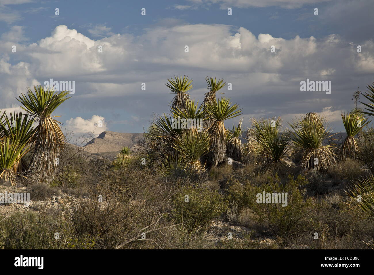 Spanish dagger or Torrey Yucca, Yucca faxoniana, on Dagger Flats, with Deadhorse Mountains beyond; Big Bend National Park, Texas Stock Photo