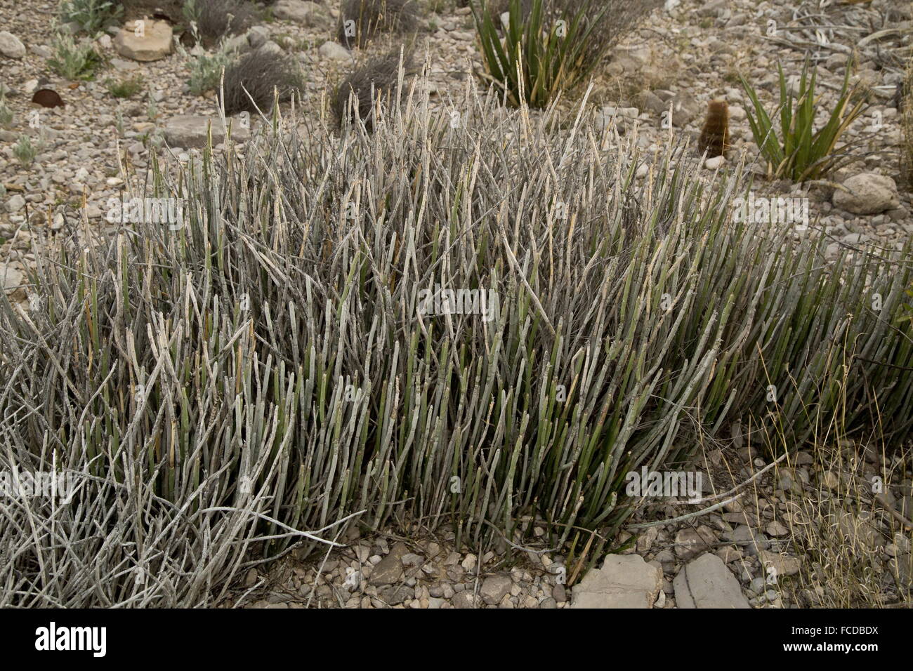 Euphorbia candelilla hires stock photography and images Alamy