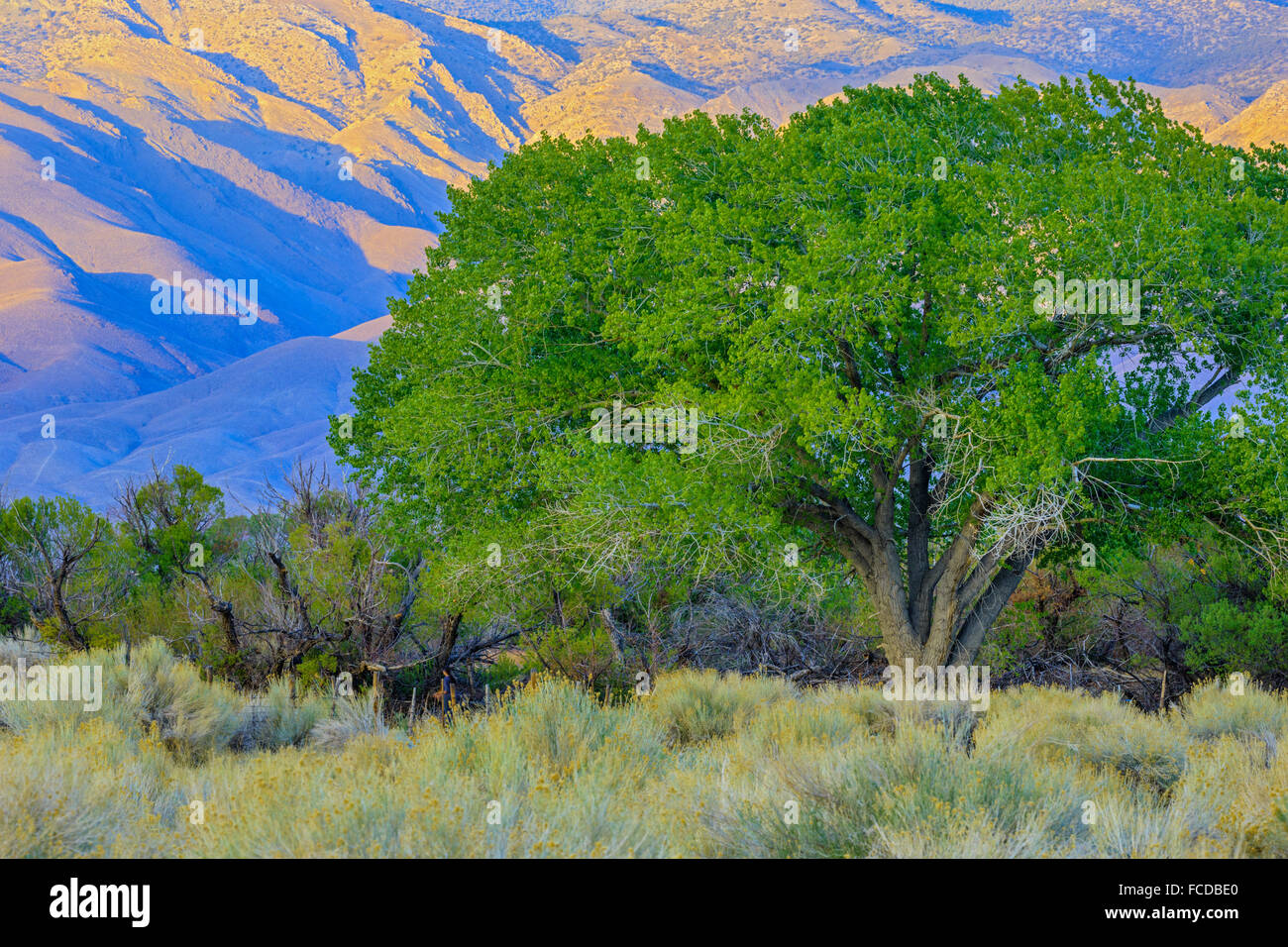 Ranching in the Owens Valley, California Stock Photo Alamy