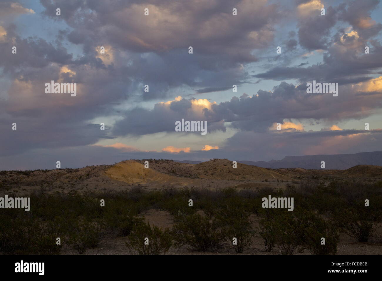 Dagger Flats and low hills in evening light, Big Bend National Park ...