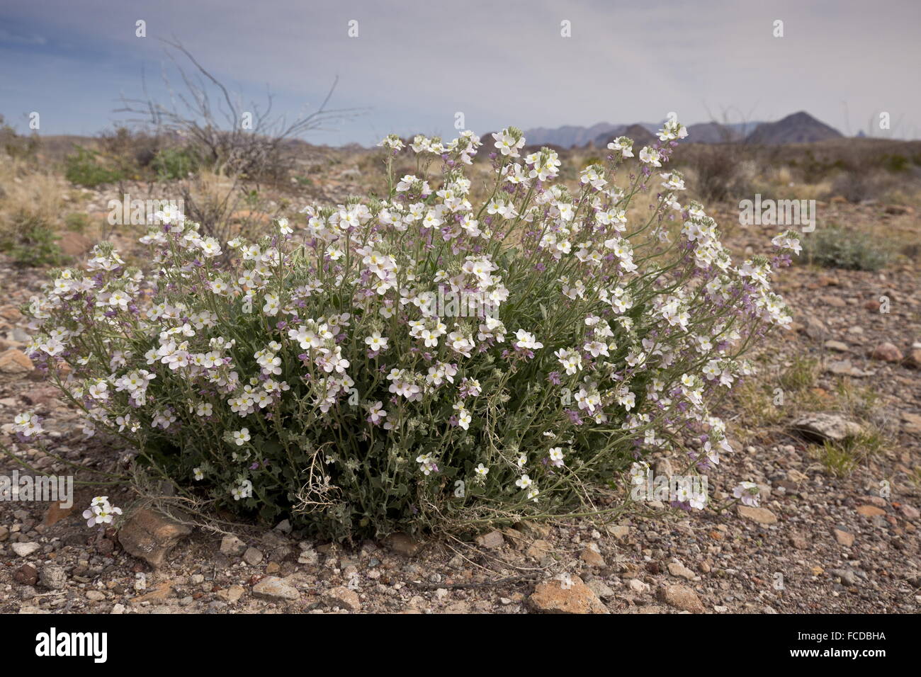 Bicolored Mustard, Nerisyrenia Camporum, in flower,  Big Bend National Park, Texas Stock Photo