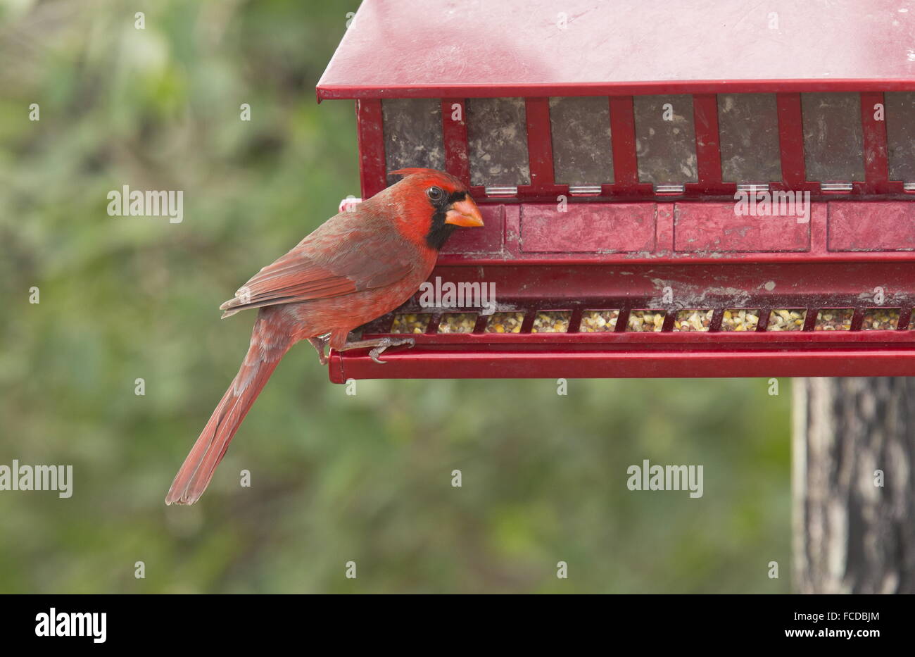 Male Northern Cardinal, Cardinalis cardinalis at feeder, Texas. Stock Photo