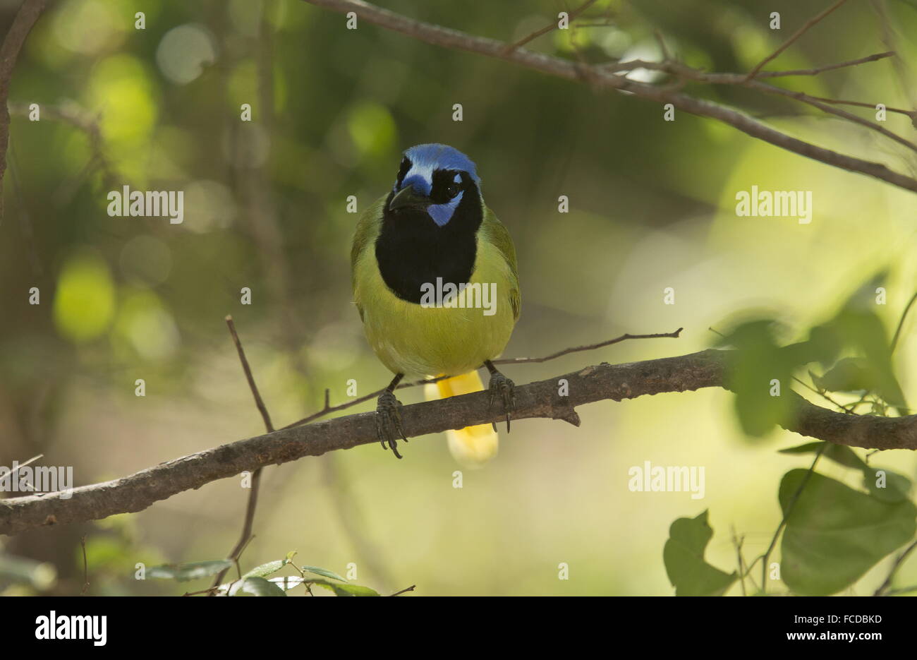 Green Jay Or Rio Grande Jay Cyanocorax Yncas In The Rio Grande Valley Texas Stock Photo Alamy