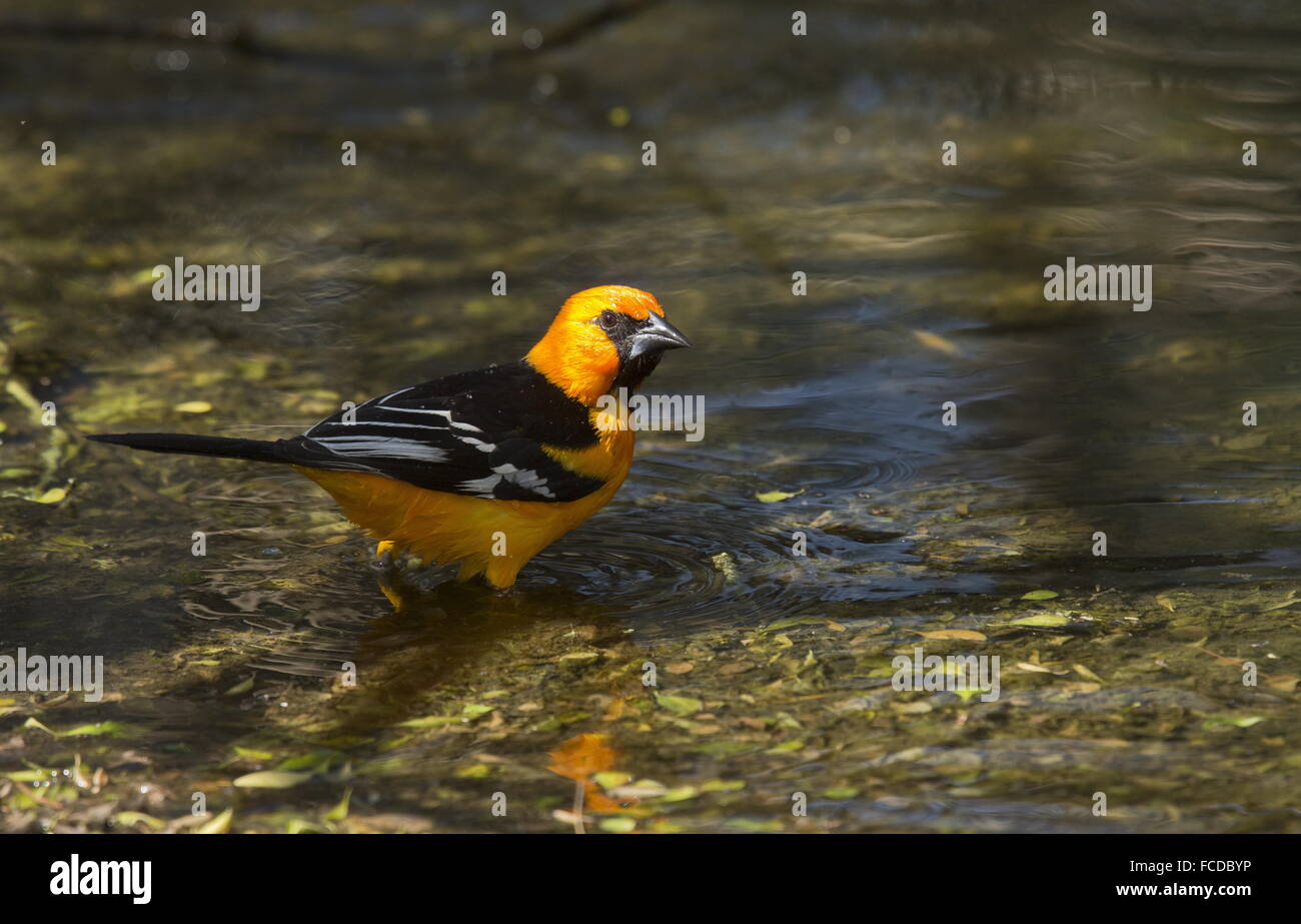 Altamira Oriole, Icterus gularis, drinking in pond,  in Rio Grande, Texas. Stock Photo