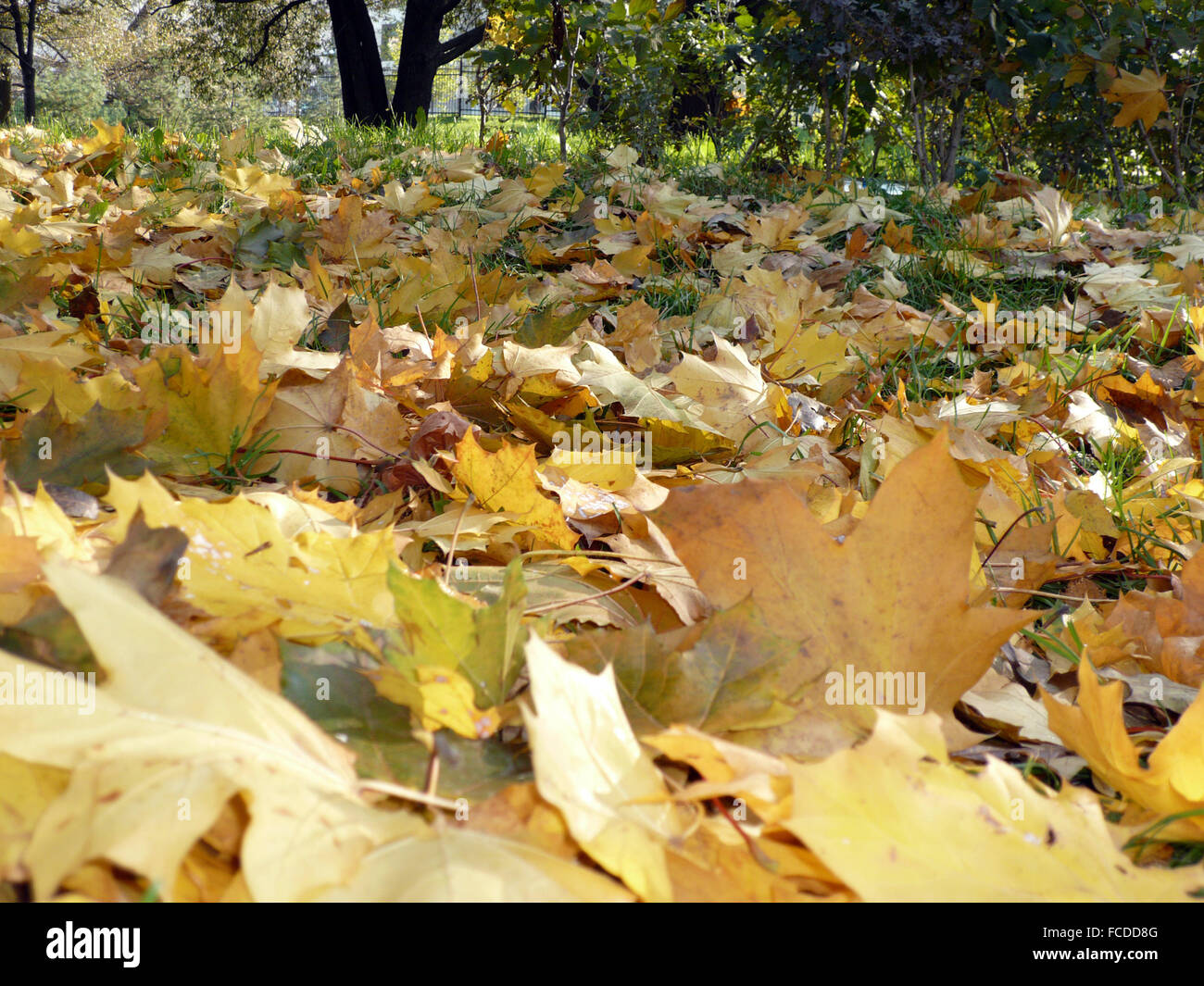 Gold color carpet texture hi-res stock photography and images - Alamy