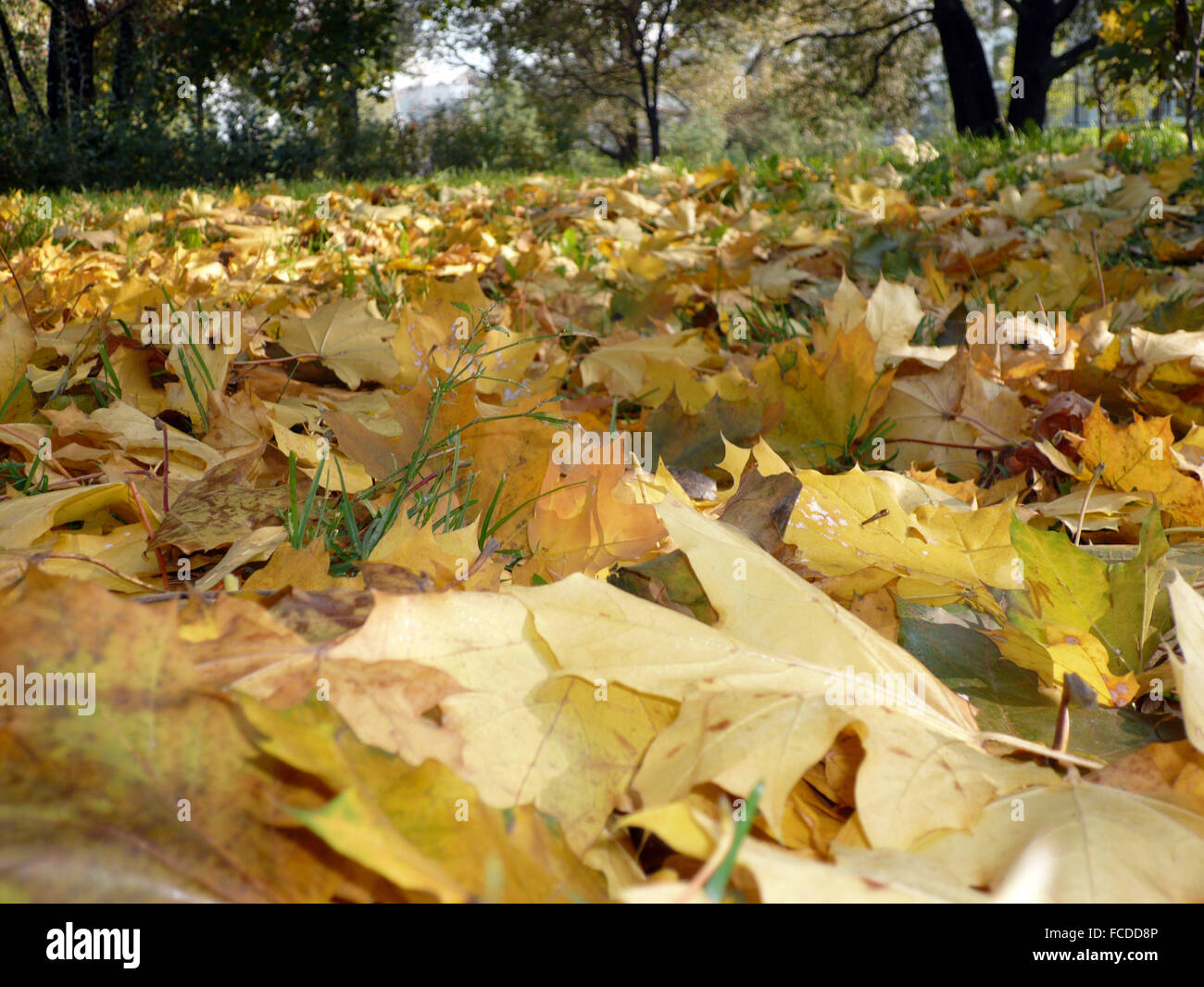Gold color carpet texture hi-res stock photography and images - Alamy