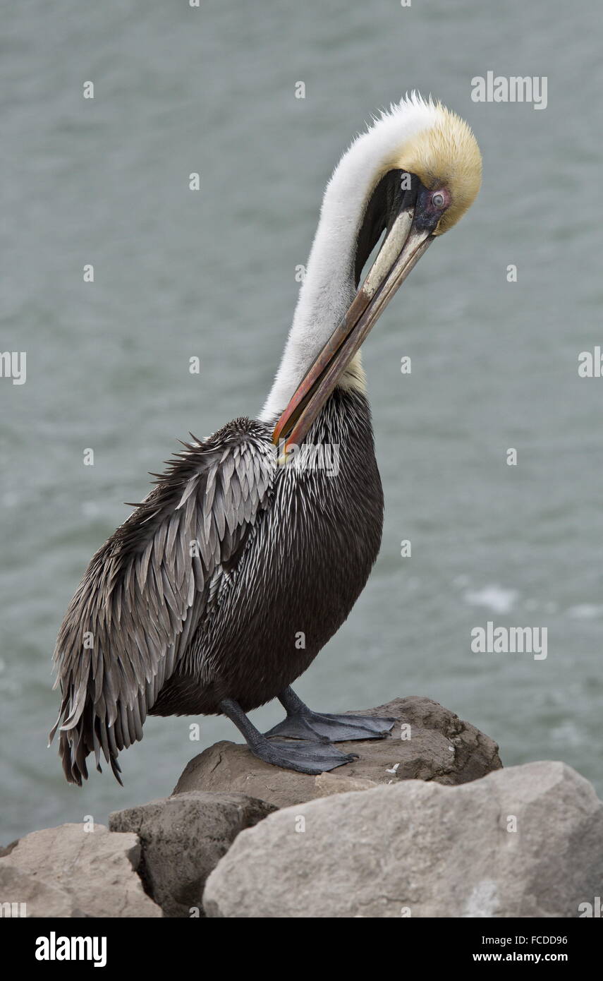 Brown Pelican, Pelecanus occidentalis, preening; in winter; Gulf coast, Texas. Stock Photo