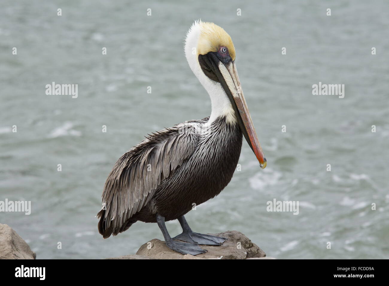 Brown Pelican, Pelecanus occidentalis, preening; in winter; Gulf coast, Texas. Stock Photo