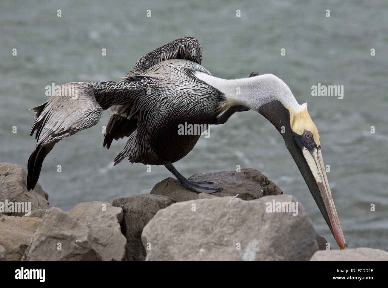 Brown Pelican, Pelecanus occidentalis, preening; in winter; Gulf coast, Texas. Stock Photo