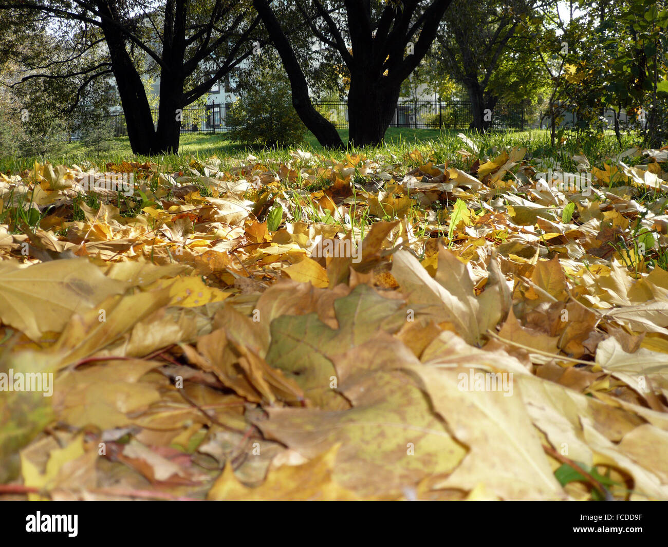 Gold color carpet texture hi-res stock photography and images - Alamy