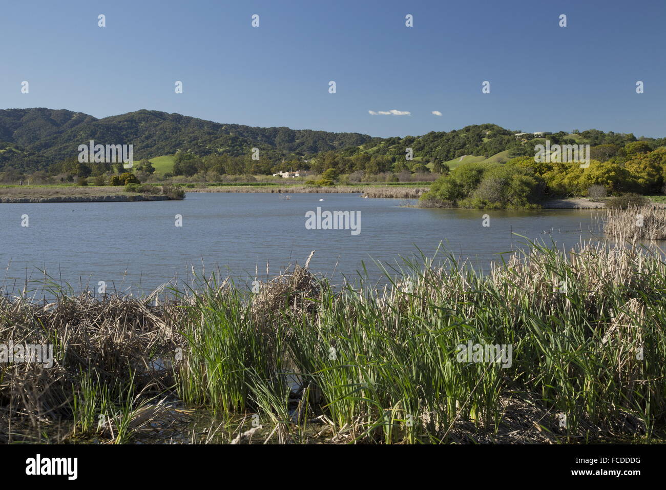 Las Gallinas wildlife ponds - water treatment area and nature reserve, San Rafael, California. Stock Photo