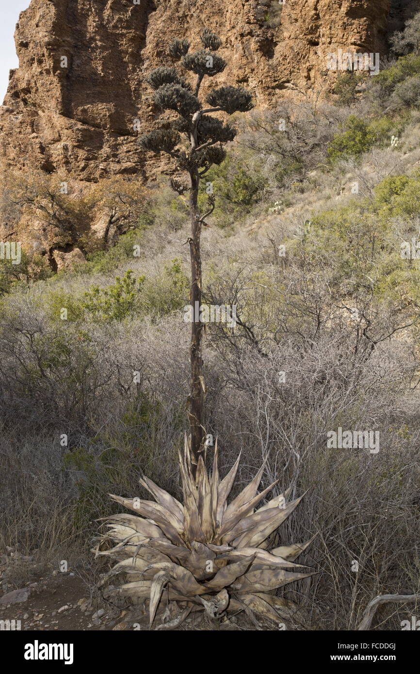Havard's Century Plant, Agave havardiana dying after flowering - monocarpic. Stock Photo