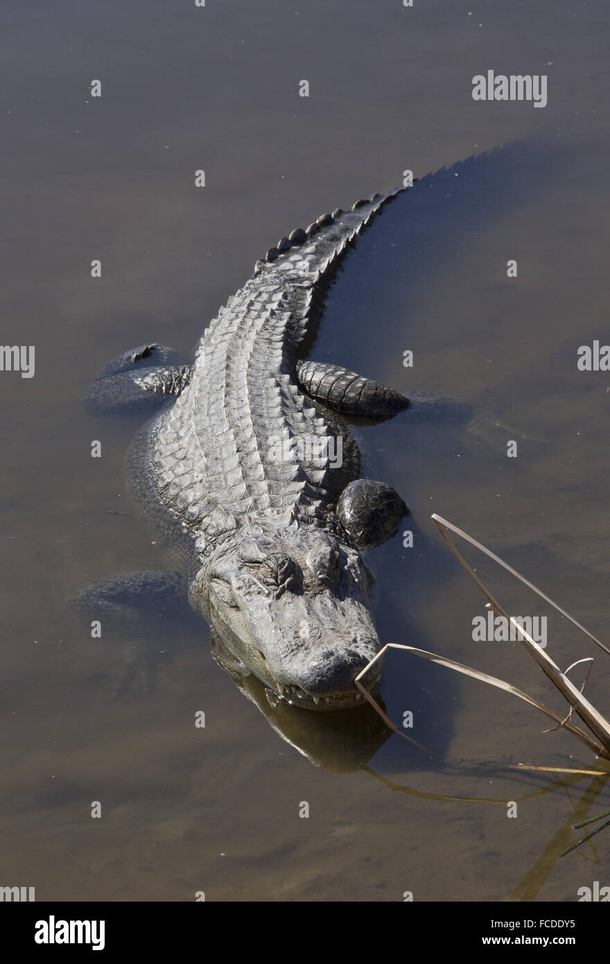 American Alligator, Alligator mississippiensis in winter, Texas coast. Stock Photo