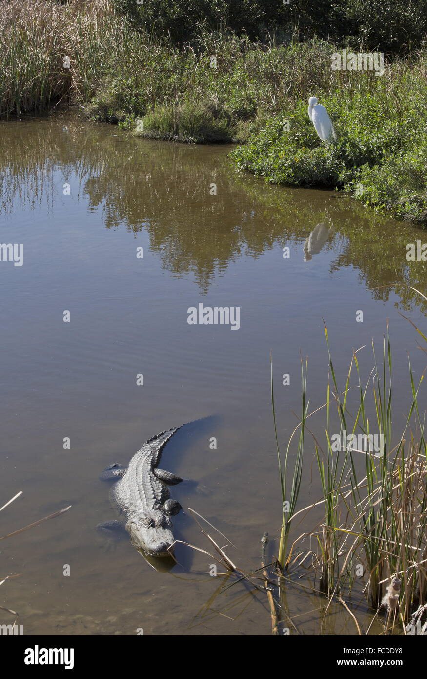 American Alligator, Alligator mississippiensis in winter, with egret