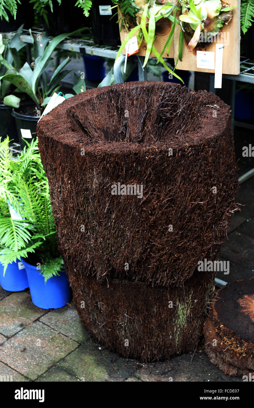 Tree fern pot Stock Photo Alamy