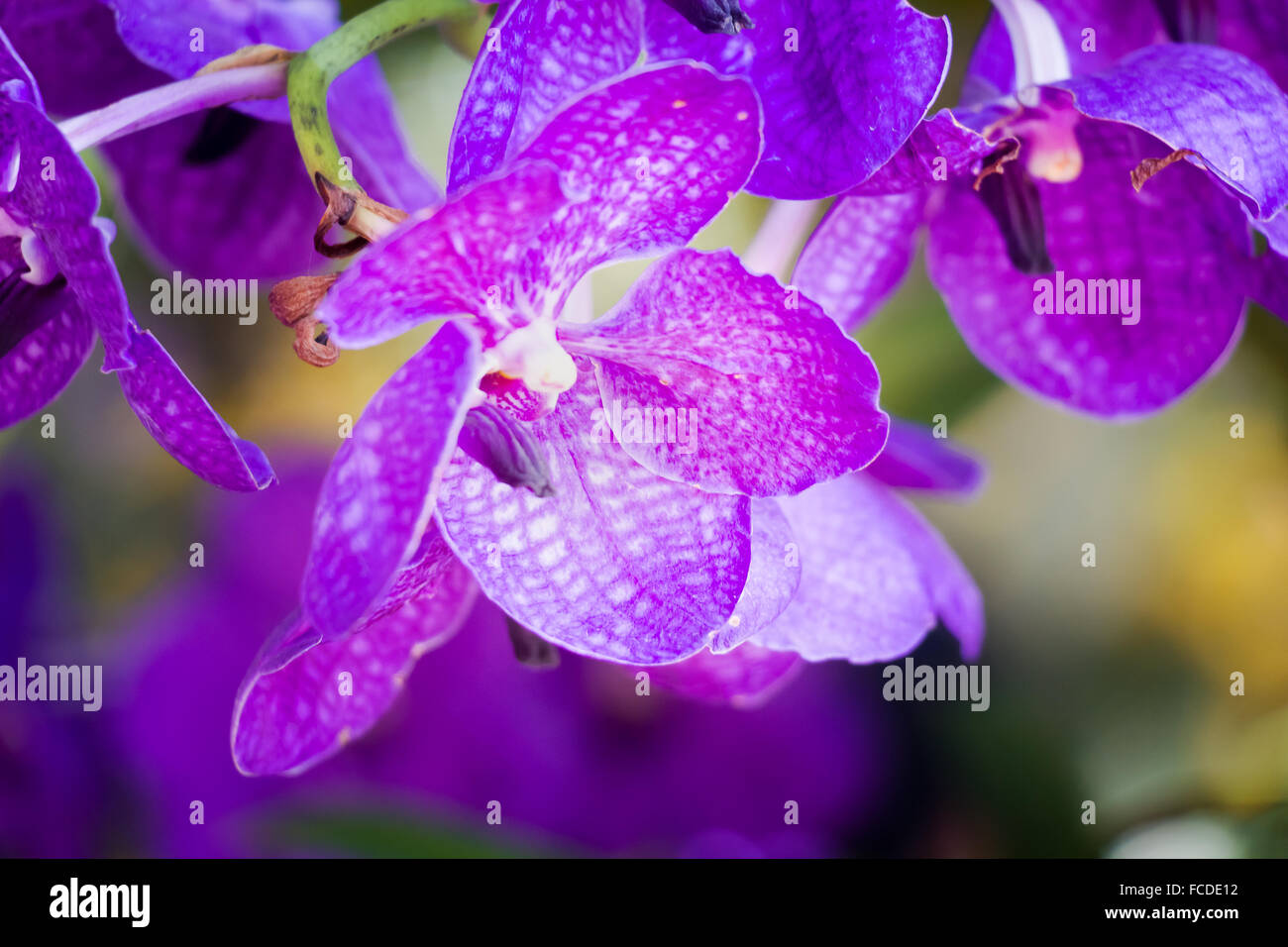 Vanda orchid Stock Photo