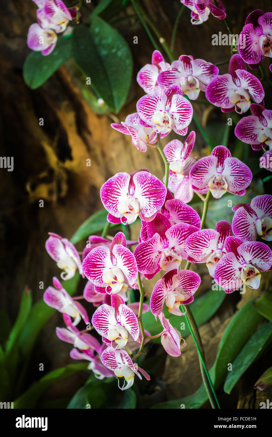 Doritaenopsis, Moth orchid Stock Photo