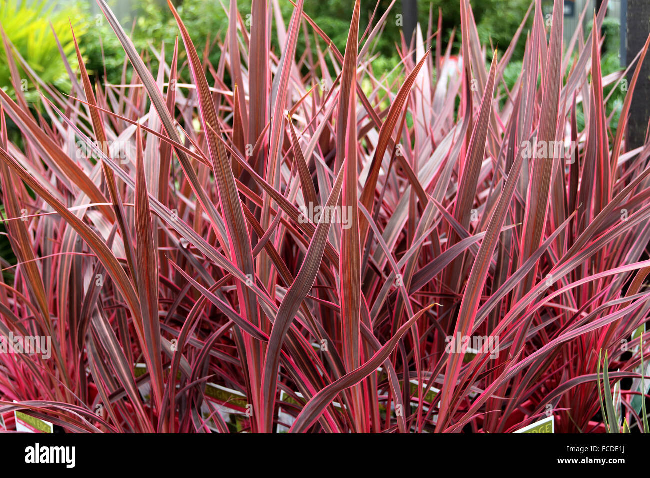 Close up shot of Cordyline banksii Electric Pink Stock Photo
