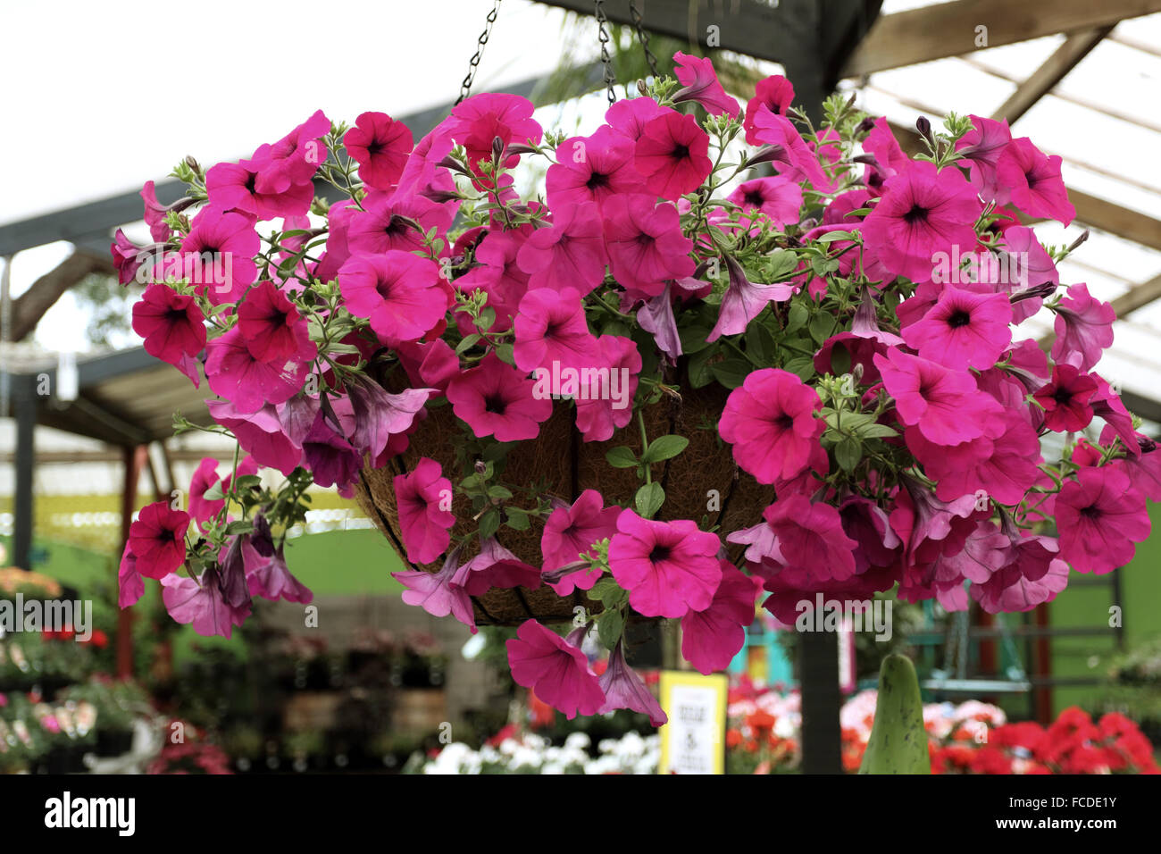 Pink Petunia flowers Stock Photo