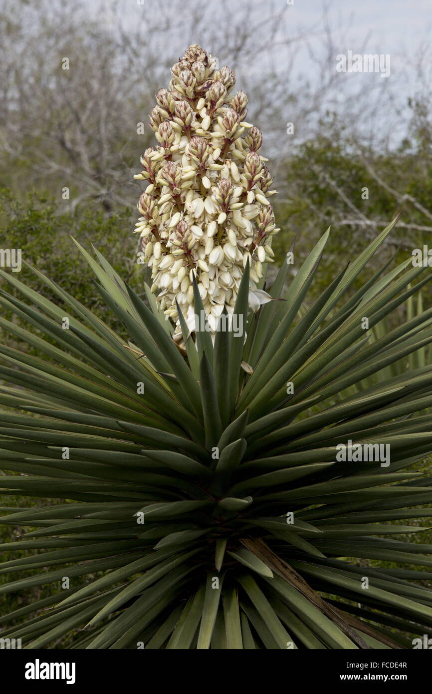 Spanish Dagger, Yucca treculeana, in flower on coastal flats, Laguna Atascosa, Texas. Stock Photo