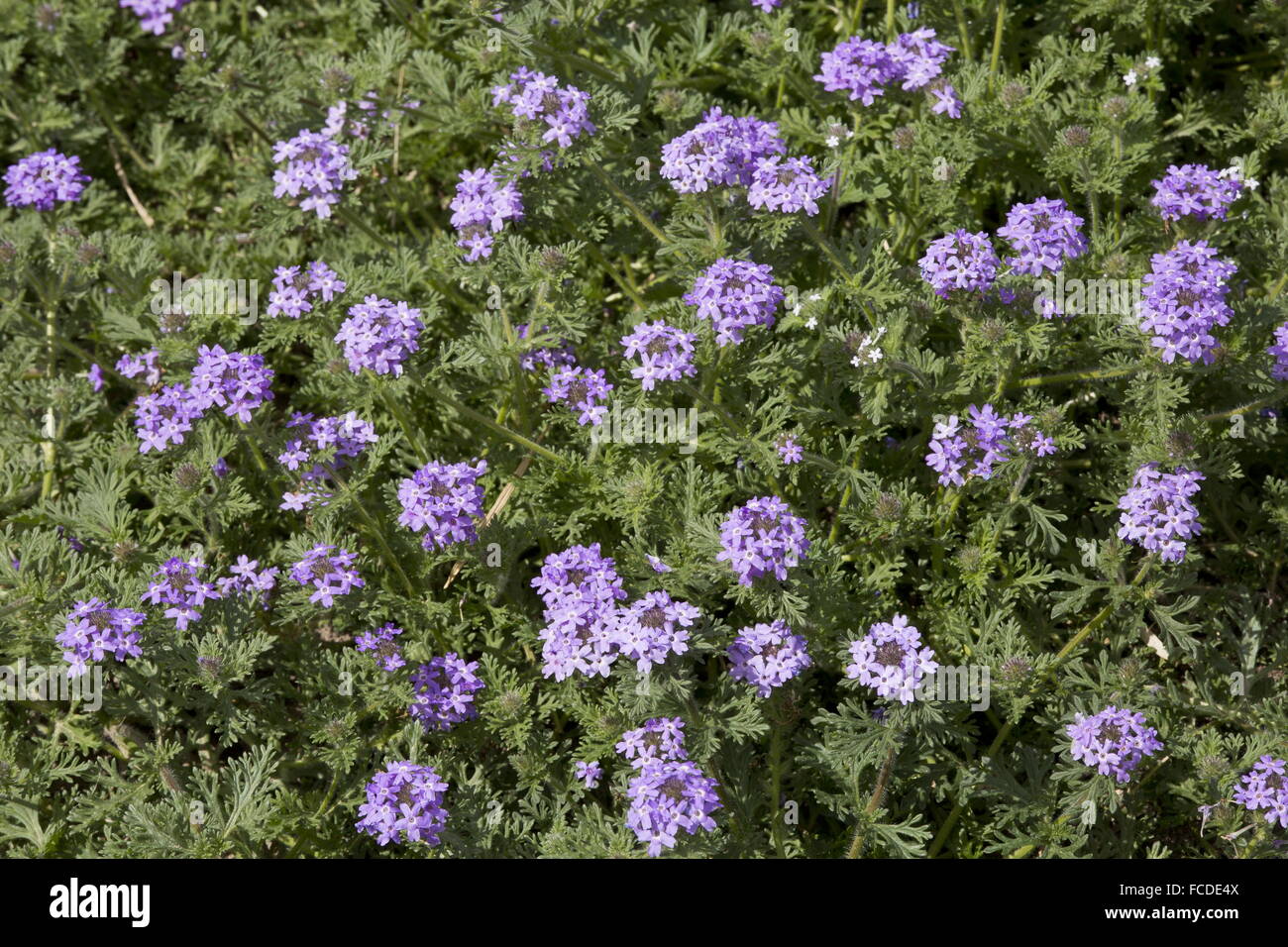 Mock vervain or Purple prairie verbena, Glandularia bipinnatifida, in flower on the Texas coast. Stock Photo