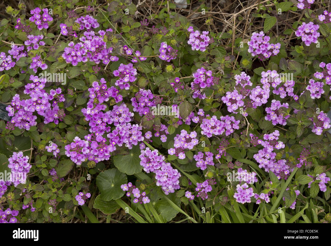 Purple trailing lantana, Lantana montevidensis, invasive species (from South America) in Texas. Stock Photo