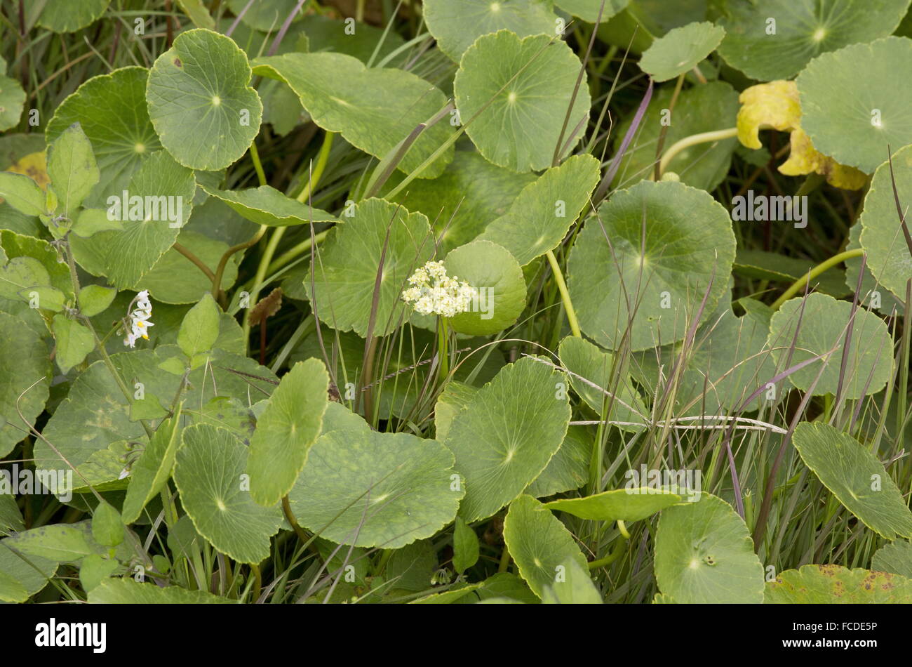 Largeleaf pennywort, Hydrocotyle bonariensis, in flower in dune slacks, South Padre island, Texas. Stock Photo