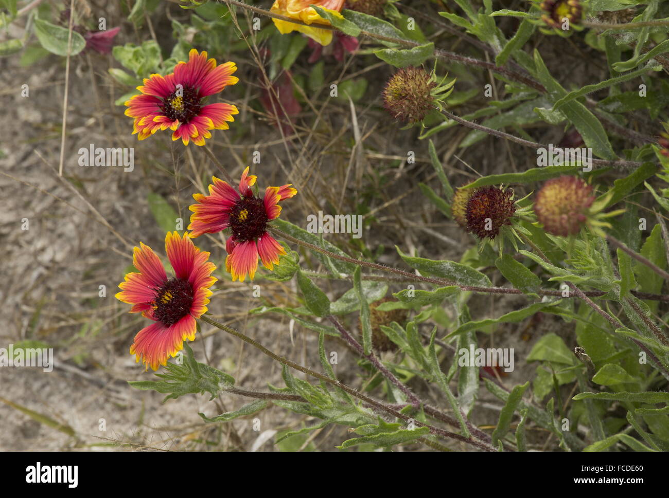 Firewheel or Indian blanket, Gaillardia pulchella, in flower, saltmarsh edge, Texas. Stock Photo