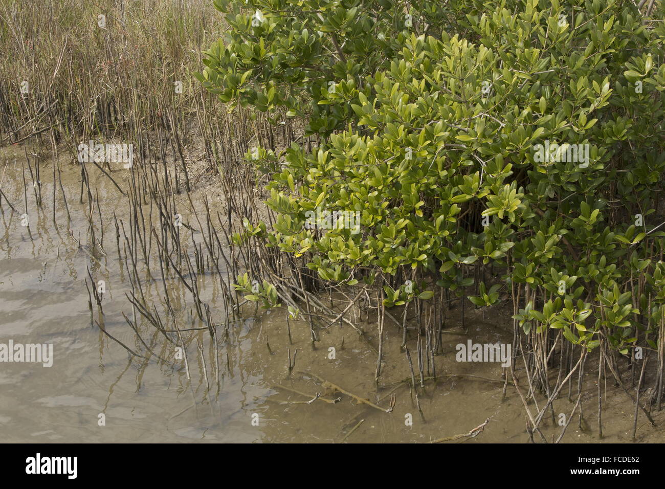 Black mangrove, Avicennia germinans on saltmarsh edge with pneumatophores (aerating roots), Texas. Stock Photo