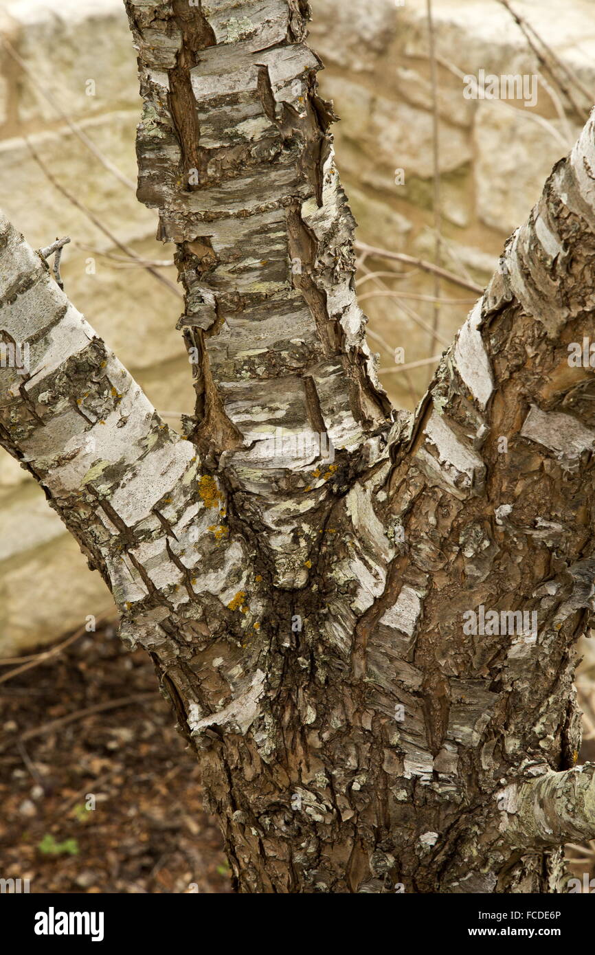 Plum bark hi-res stock photography and images - Alamy