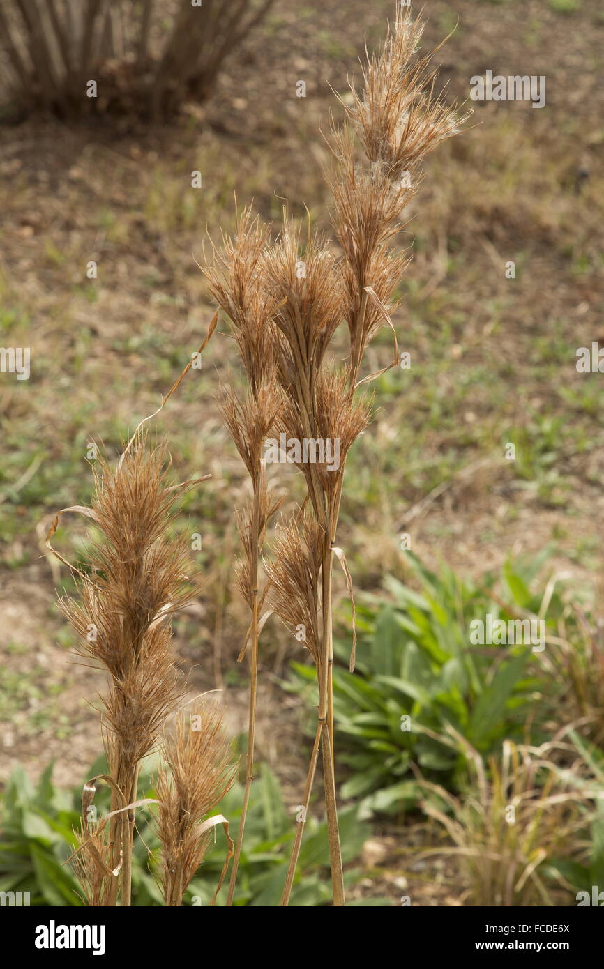 Bushy Bluestem, Andropogon glomeratus, grass in winter; Texas. Stock Photo