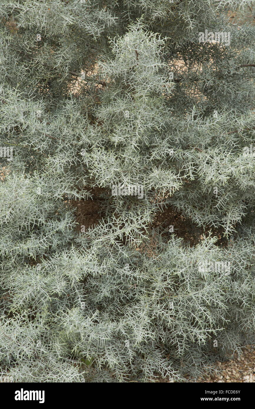 Arizona Cypress, Hesperocyparis arizonica, foliage in winter; Texas. Stock Photo