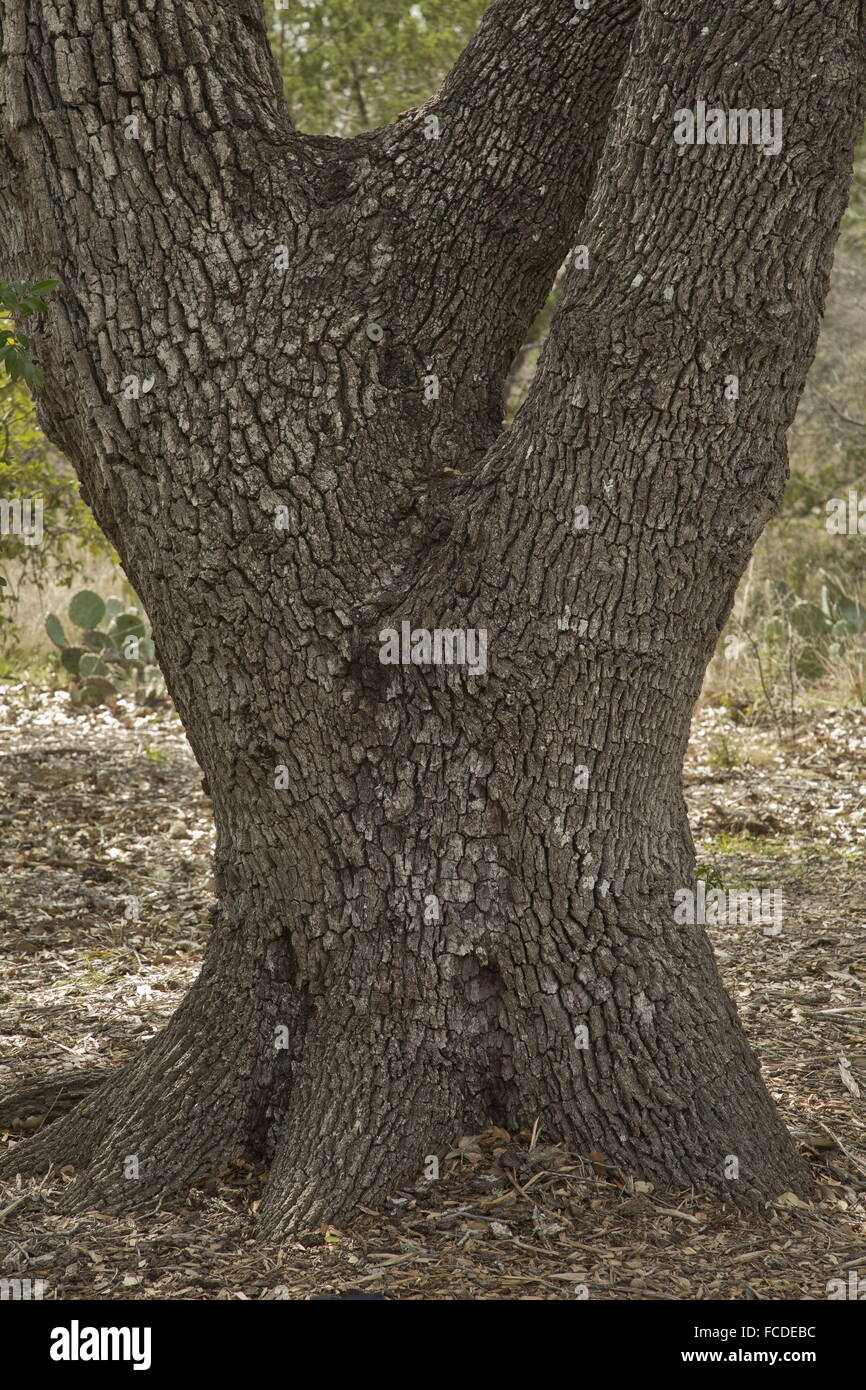 Escarpment live oak, Quercus fusiformis trunk and bark. Texas. Stock Photo
