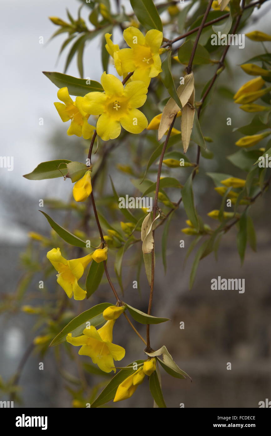 Carolina jessamine, Gelsemium sempervirens, in flower in early spring; Texas. Stock Photo