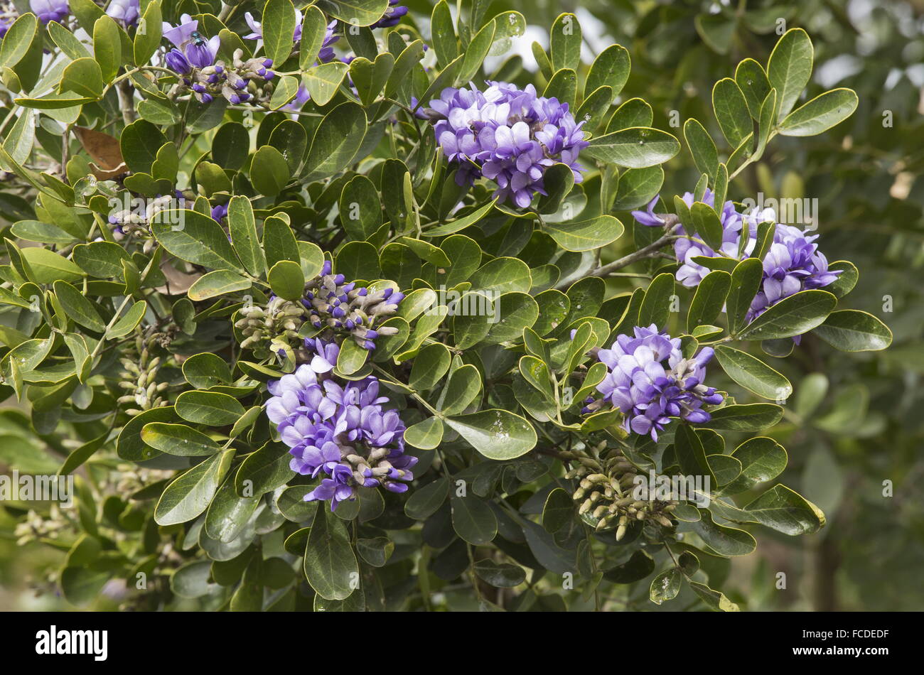 Texas mountain laurel, Dermatophyllum secundiflorum, in flower, Texas. Stock Photo