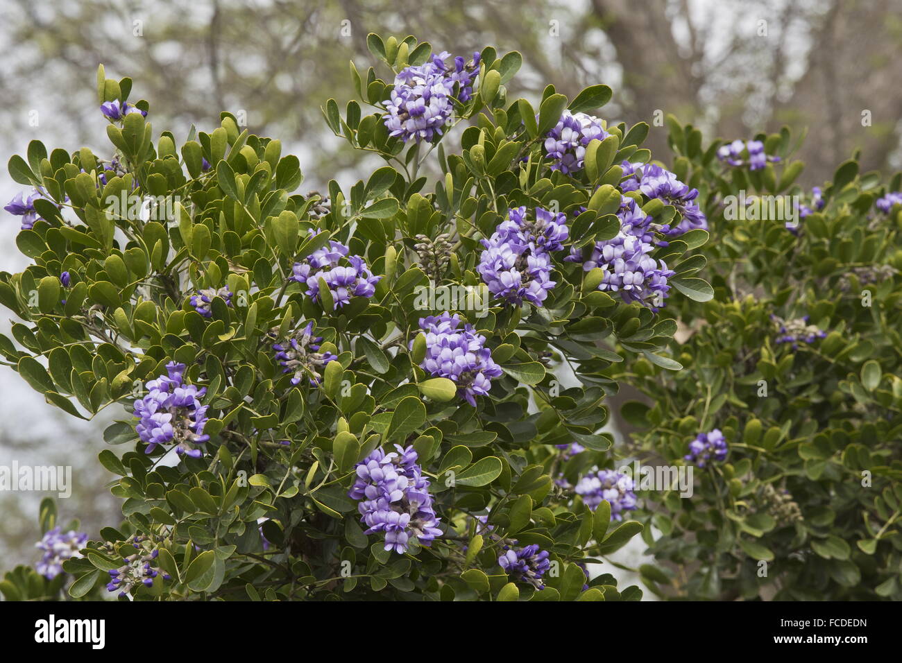 Texas mountain laurel, Dermatophyllum secundiflorum, in flower, Texas. Stock Photo