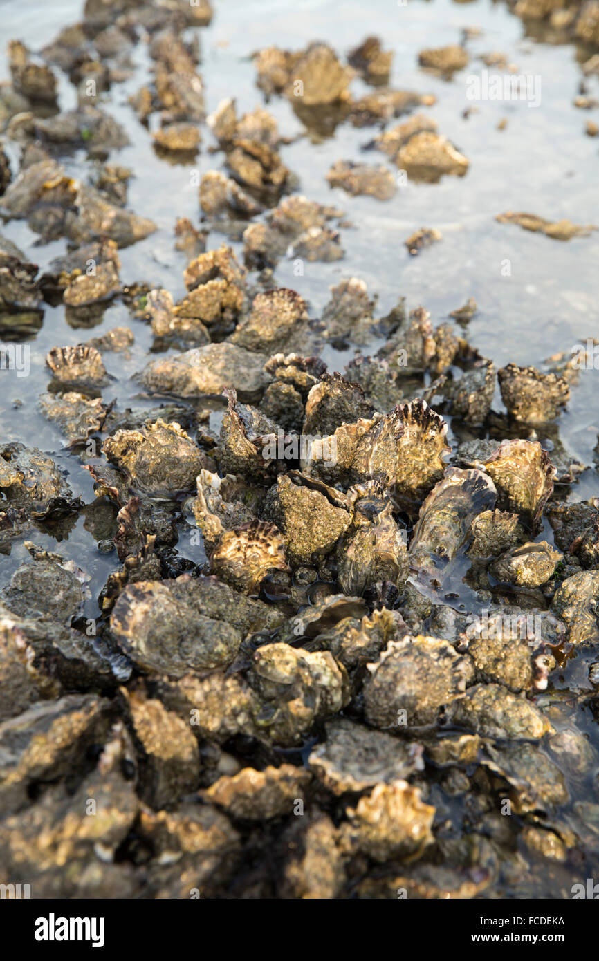 Netherlands, Ouwerkerk, Oosterschelde estuary. Oyster bank at low tide Stock Photo