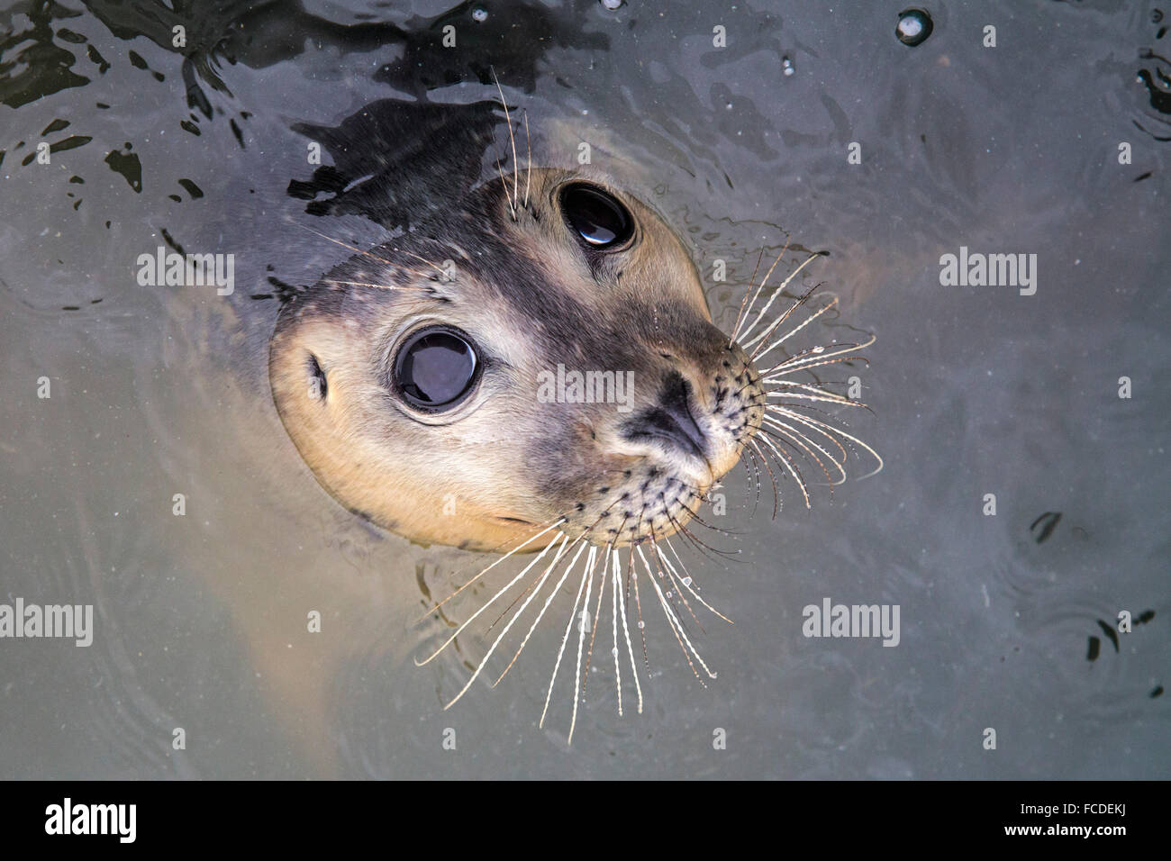 Netherlands, Renesse, Seal Stock Photo